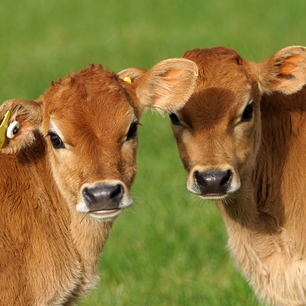 Chilled Out Livestock for Livestock | Hippo Health