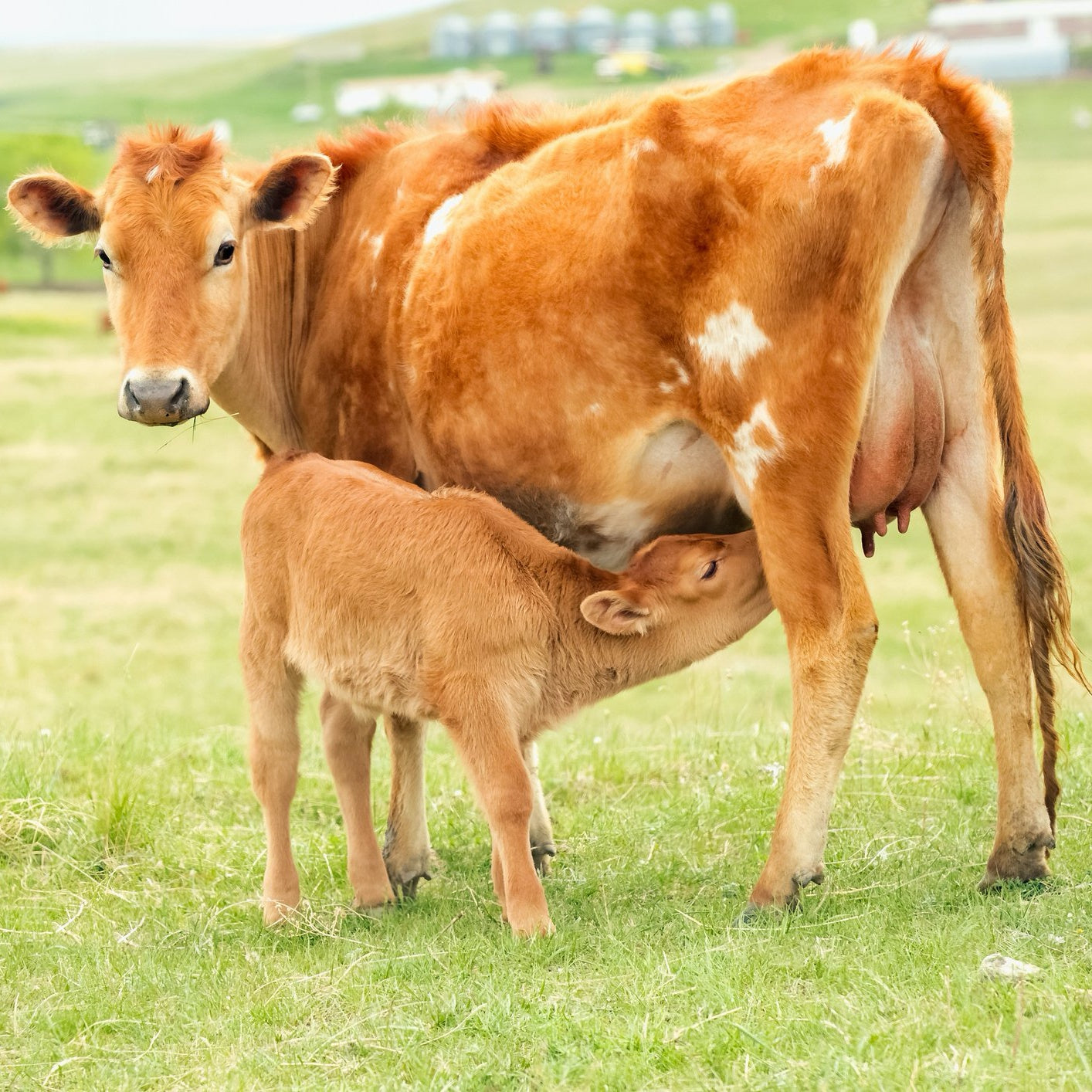 Mothering_Plus_for_Livestock | Hippo Health