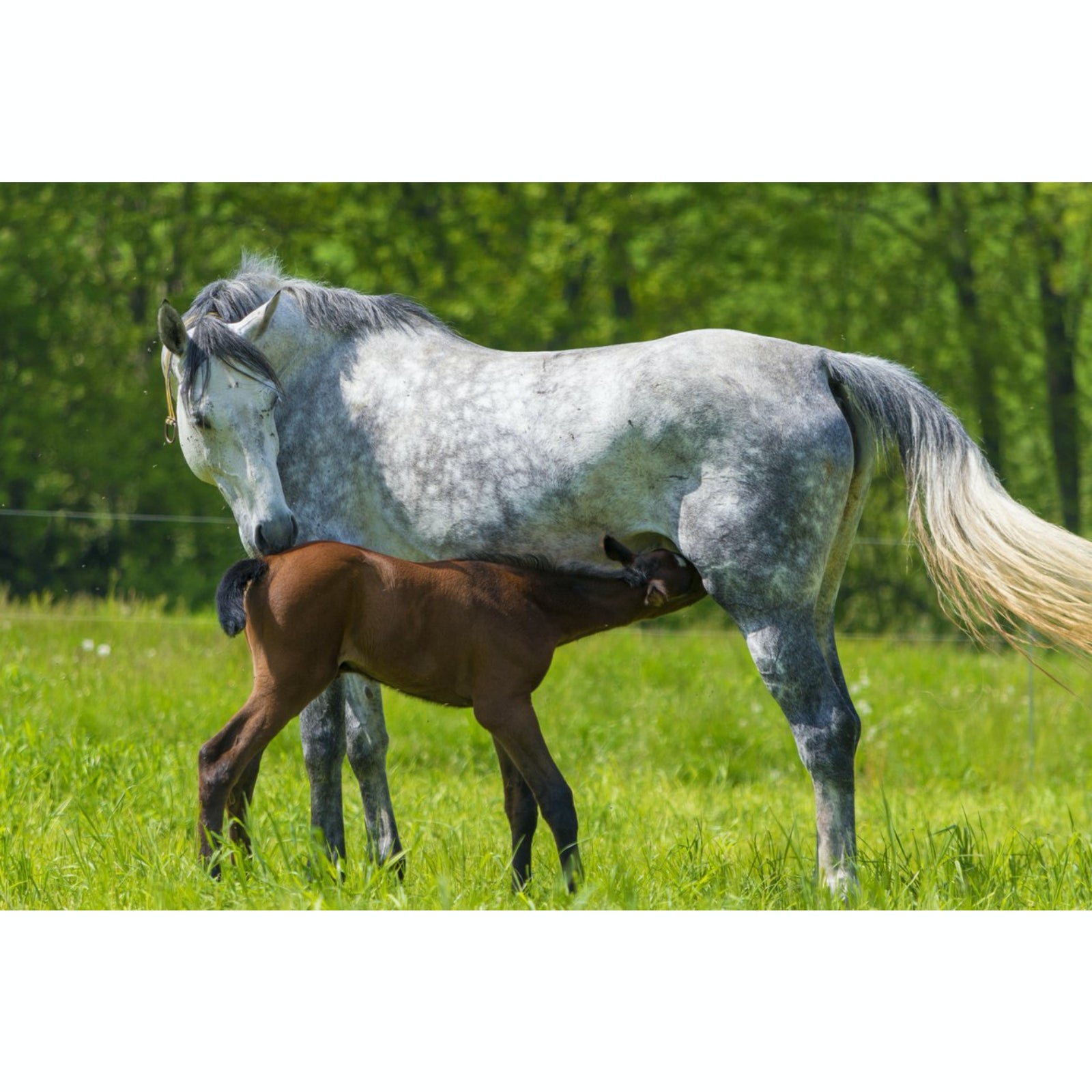 Mothering_Plus_Equine_for_Horses | Hippo Health