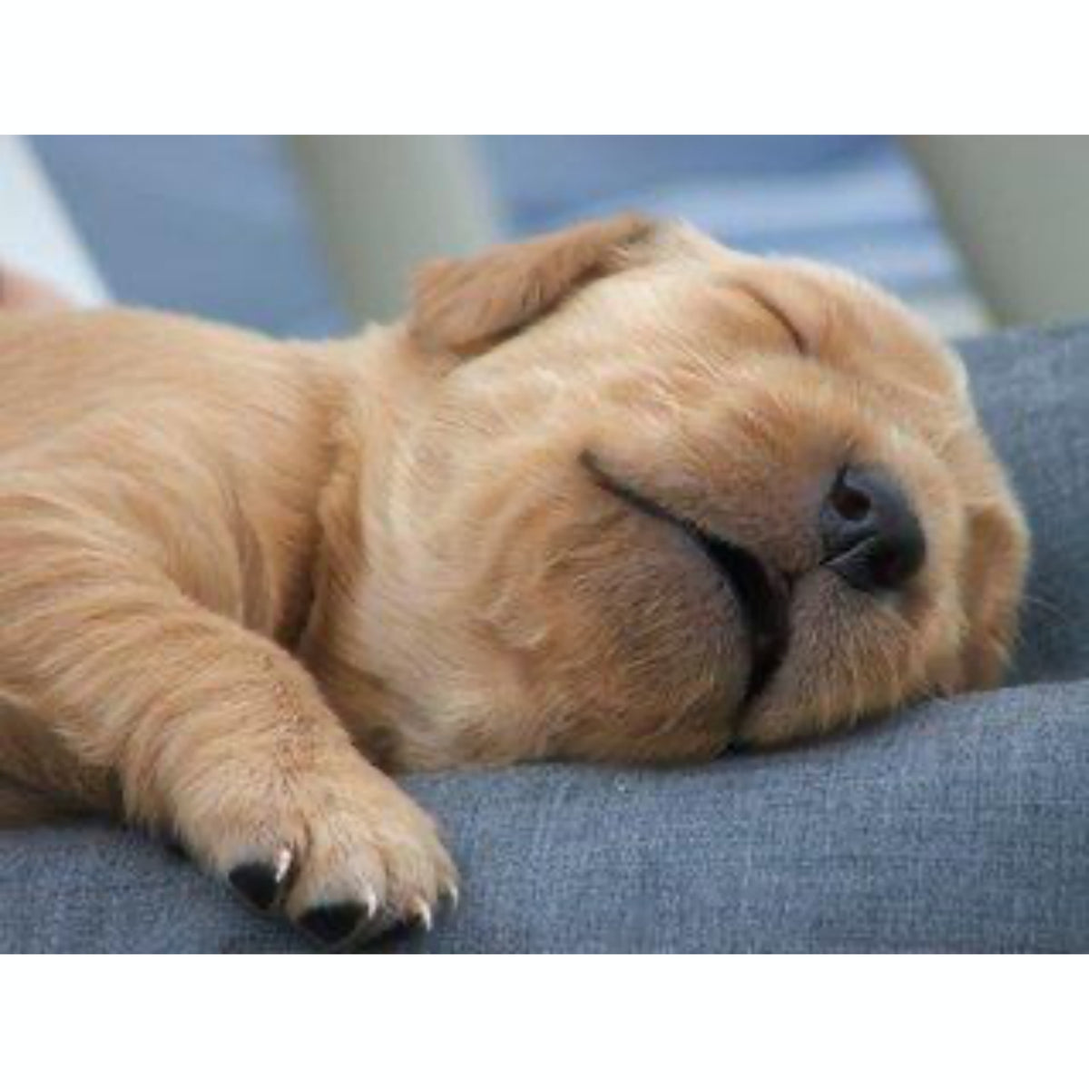 Puppy Travel Drops for Pets | Hippo Health