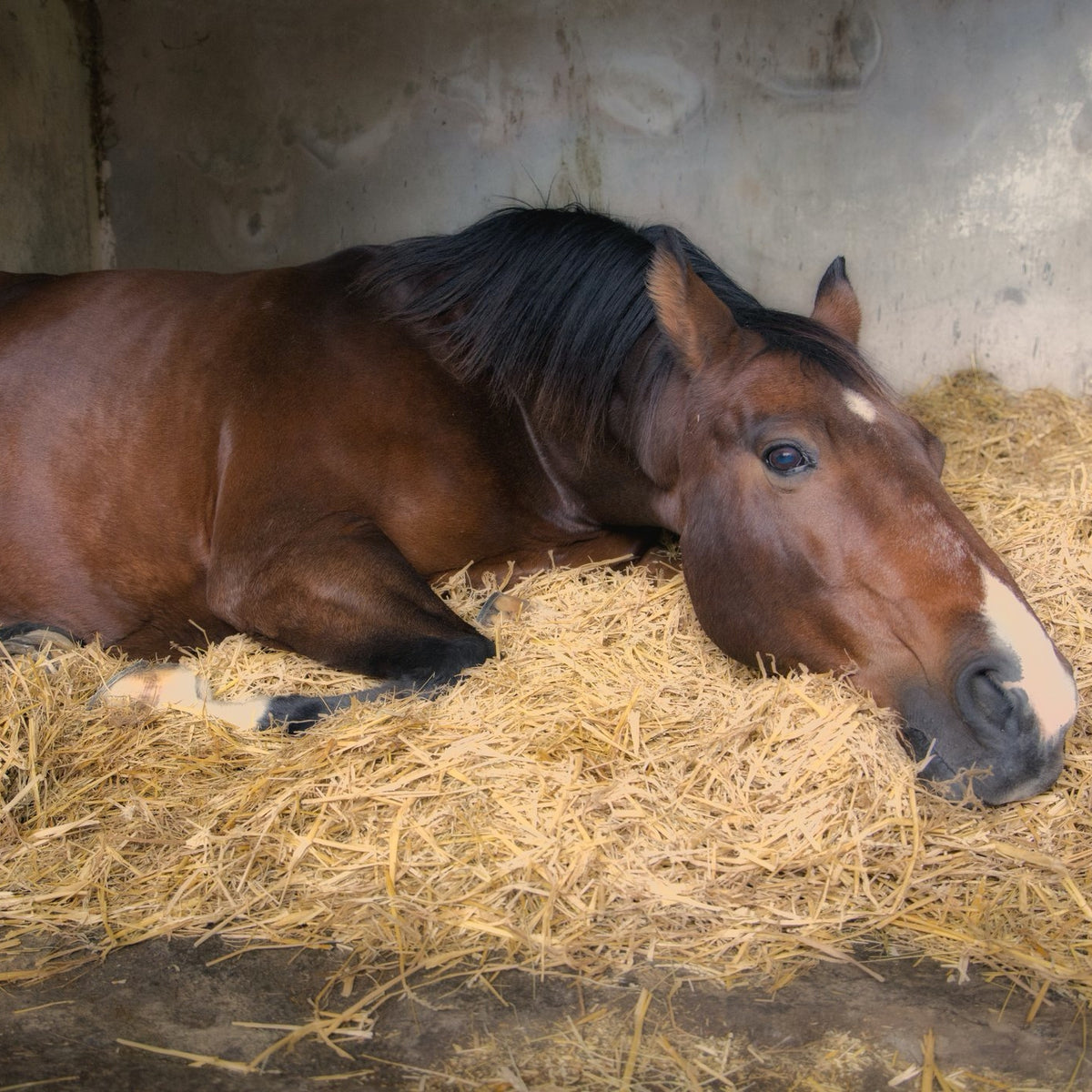 Rehab Calm for Horse | Hippo Health