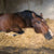 Rehab Calm for Horse | Hippo Health