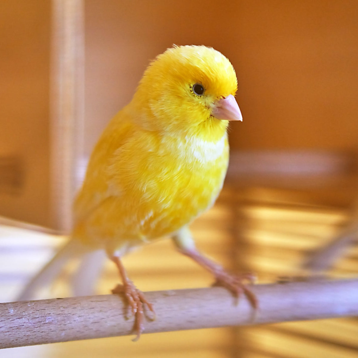 Respiratory Plus - Birds for Birds | Hippo Health