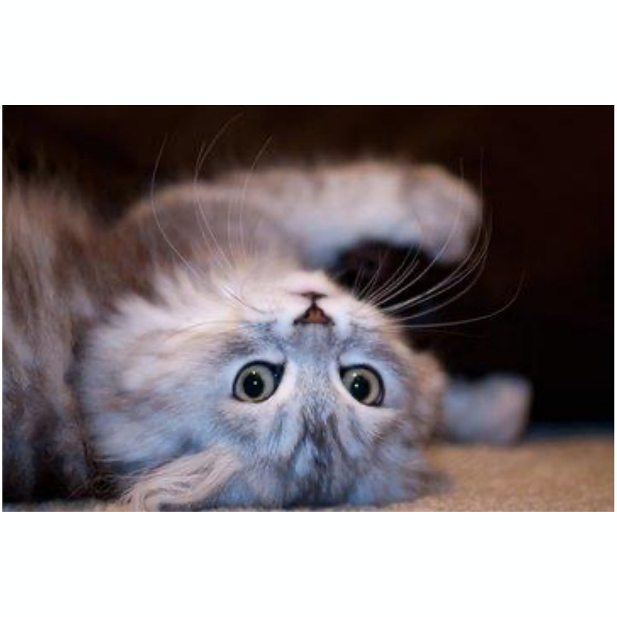 Ringworm Plus - Pets for Pets | Hippo Health