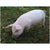Ringworm Plus - Pigs for Livestock | Hippo Health