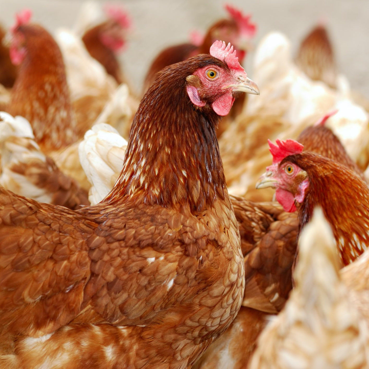 Roup_Plus_for_Poultry | Hippo Health