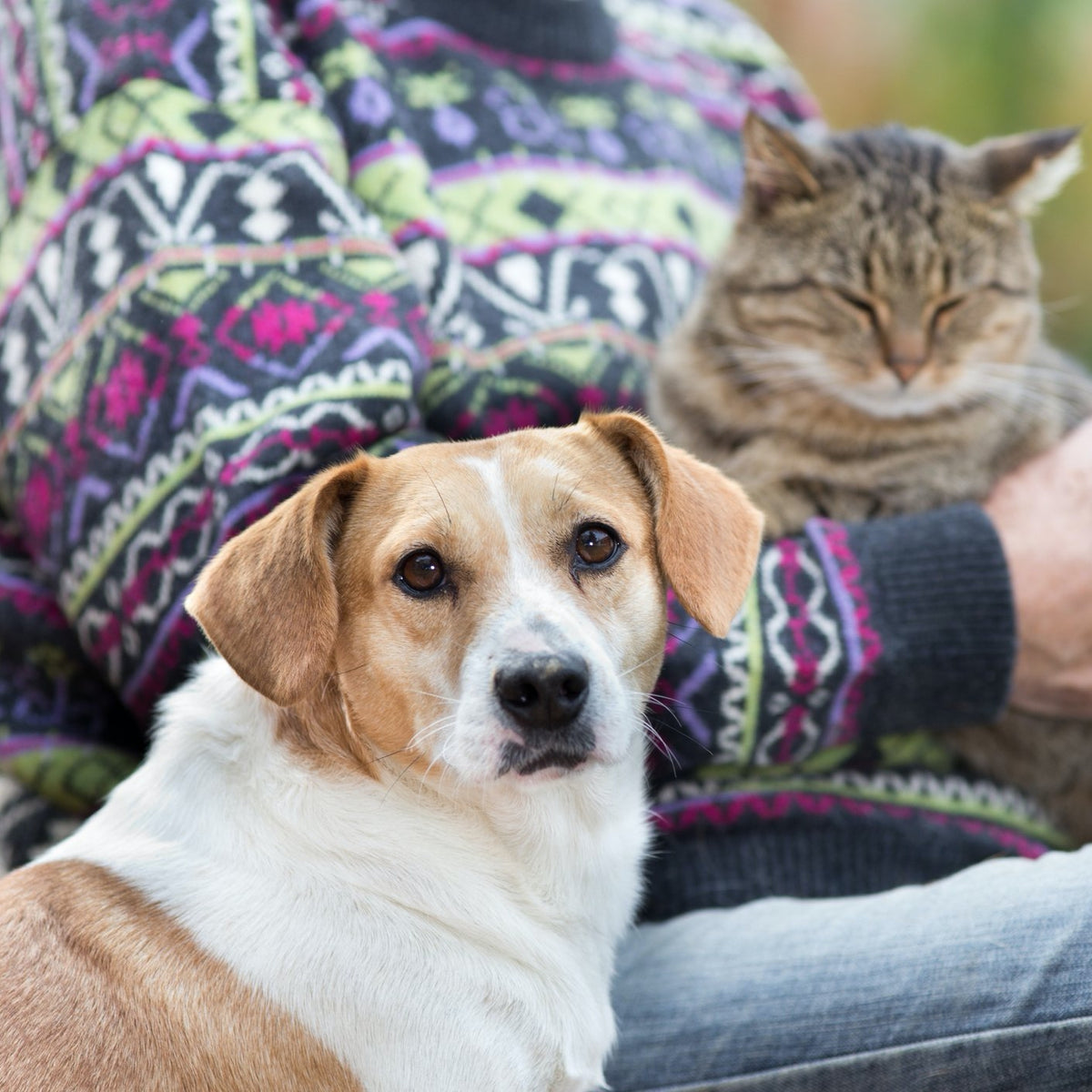 Senior_Drops_for Pets | Hippo Health