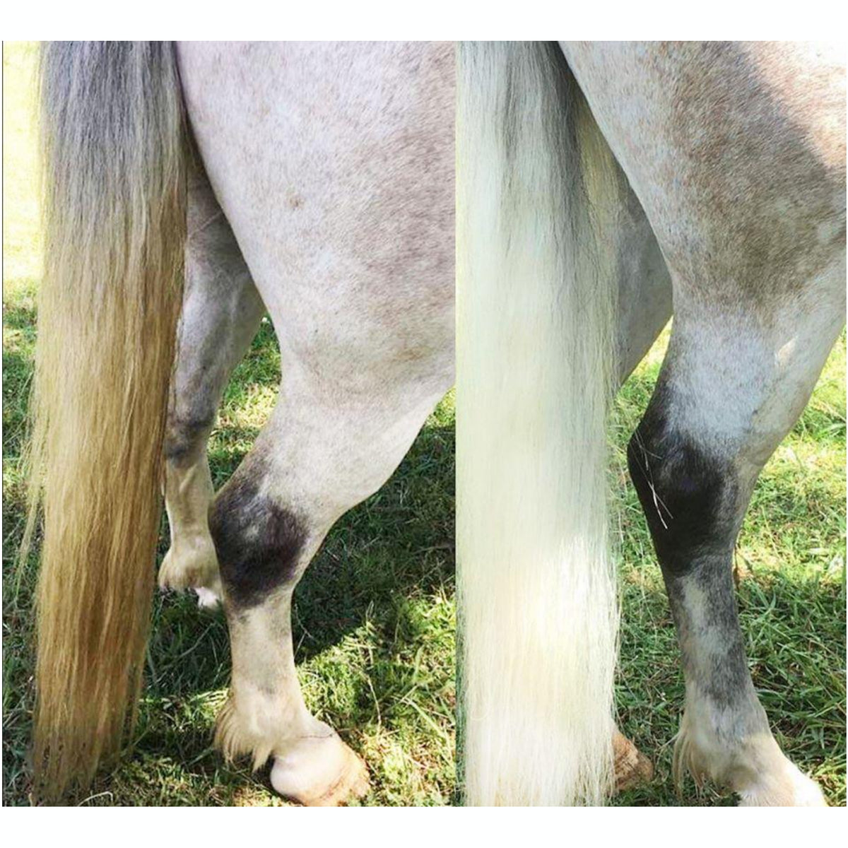 Bee Kind Showhite Shampoo Toning Bar for Horses