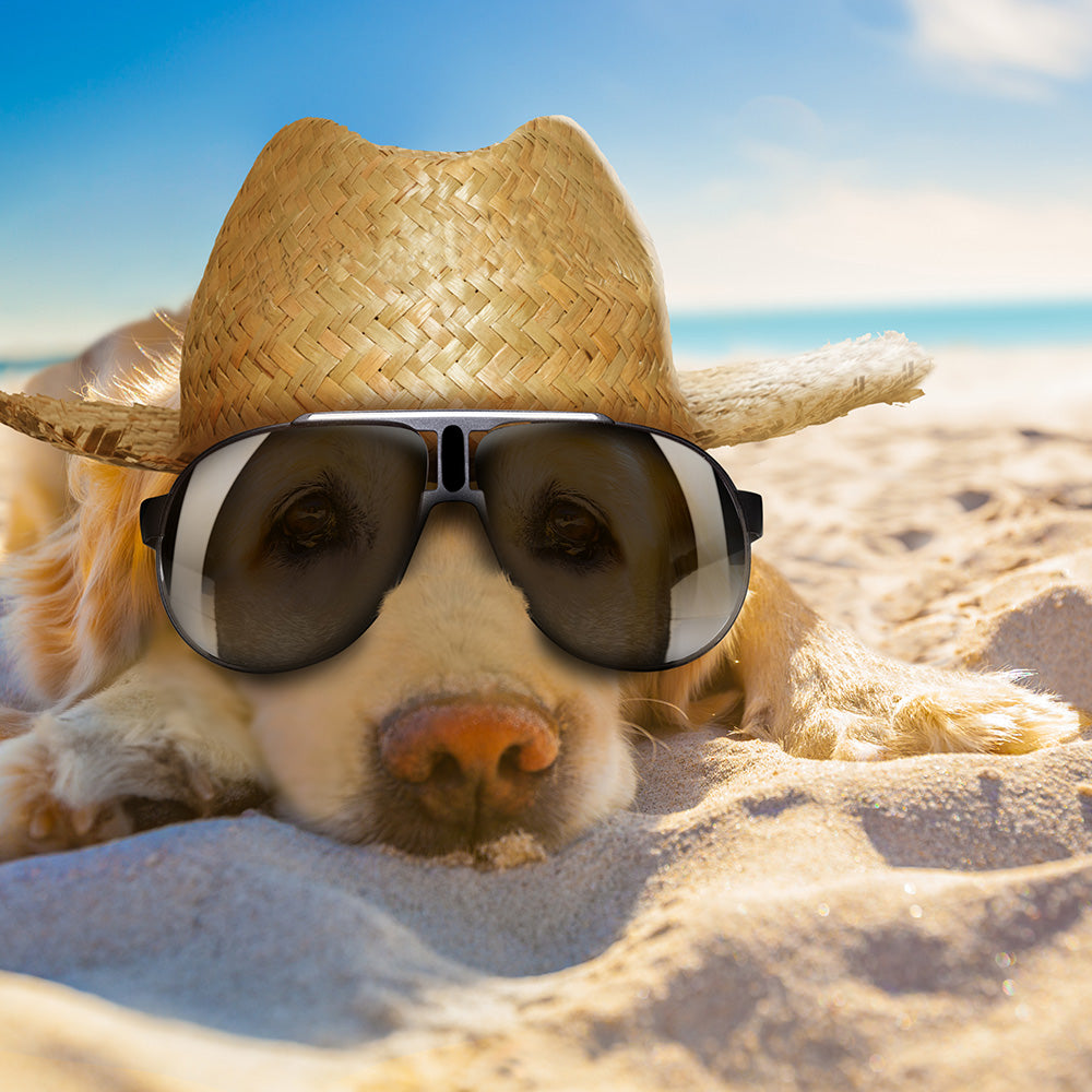 Sol_Plus_for_Pets | Hippo Health