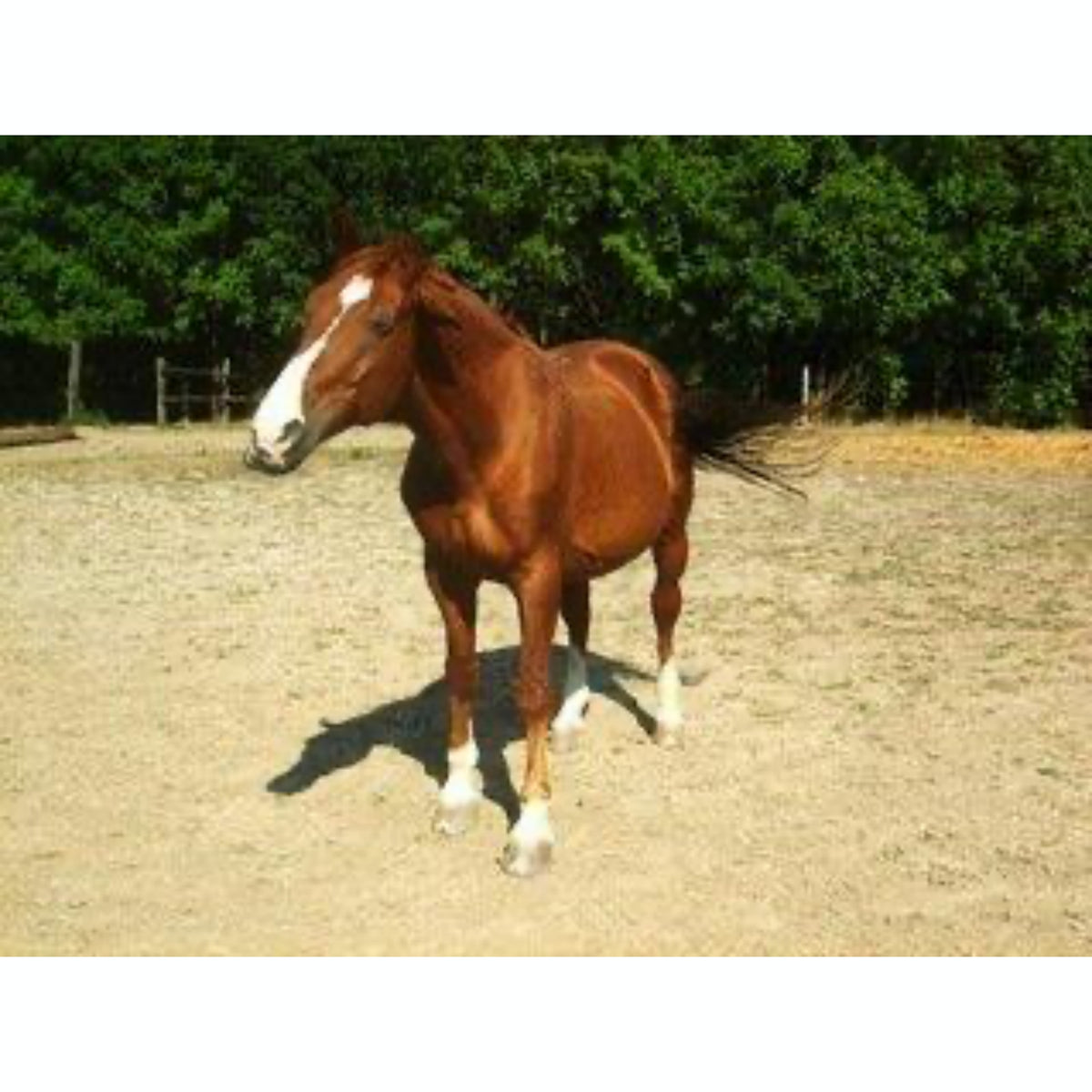 StringHalt Plus for Horse | Hippo Health