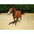 StringHalt_Plus_Equine_for_Horses | Hippo Health