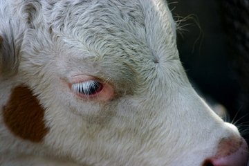 Scours Protect - Livestock for Livestock | Hippo Health