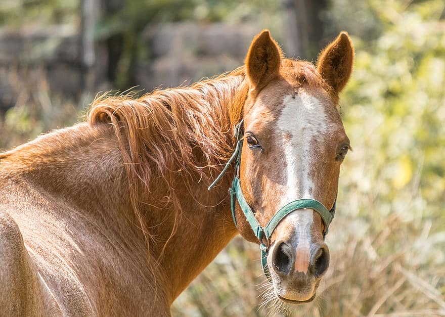 Dust Allergy - Equine for Horse | Hippo Health