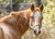 Dust Allergy - Equine for Horse | Hippo Health