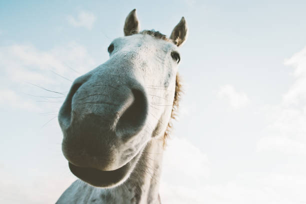 close up of nose of a horse with potential cushings