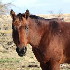 Appetite Plus - Equine for | Hippo Health