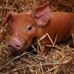 Joint_Health_Pigs_for_Livestock | Hippo Health