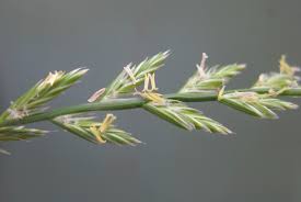 Ryegrass Staggers Prev