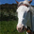 Sol Plus - Equine for Horse | Hippo Health