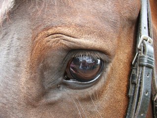 EquiUlca_Active_for_Horses | Hippo Health